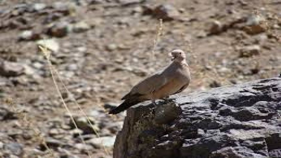 Informacion de la Tortola Cordillerana, Guia de Aves.   - 