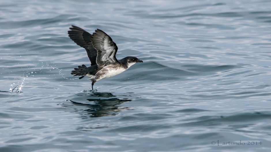 Yunco de Magallanes, Guia de Fauna. RutaChile.   - CHILE