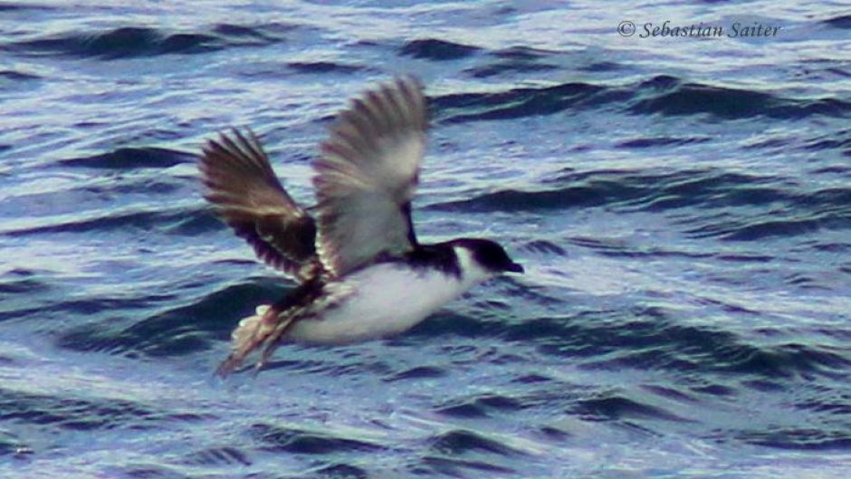 Yunco de Magallanes, Guia de Fauna. RutaChile.   - 