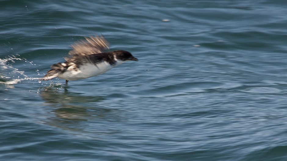 Yunco de Magallanes, Guia de Fauna. RutaChile.   - ARGENTINA