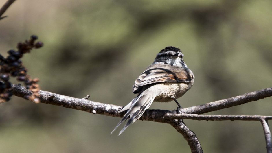 Informacion del Tijeral Andino, Corona y nuca castaña veteadas.   - BOLIVIA