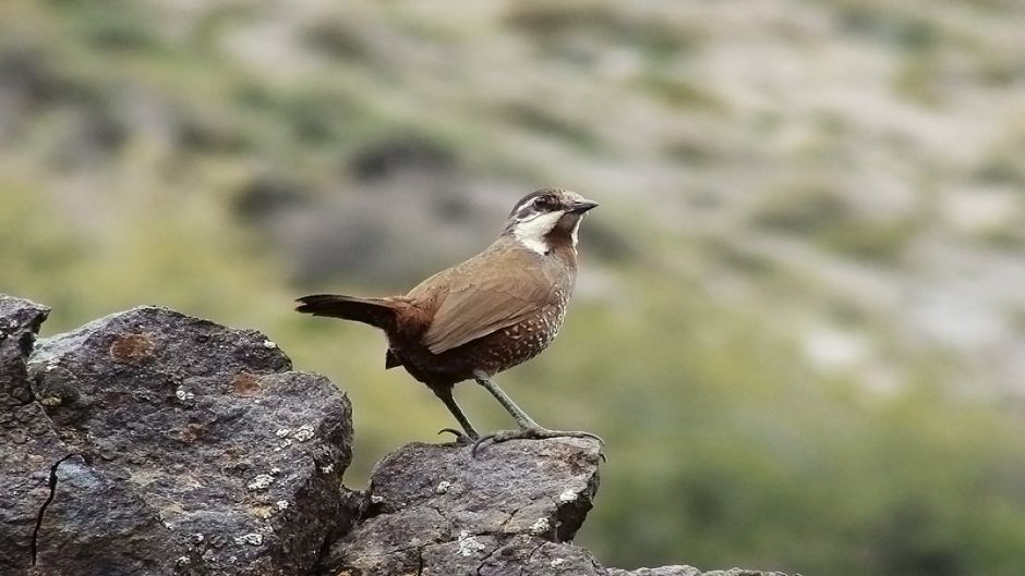 Turca, Guia de Aves de Chile.   - CHILE