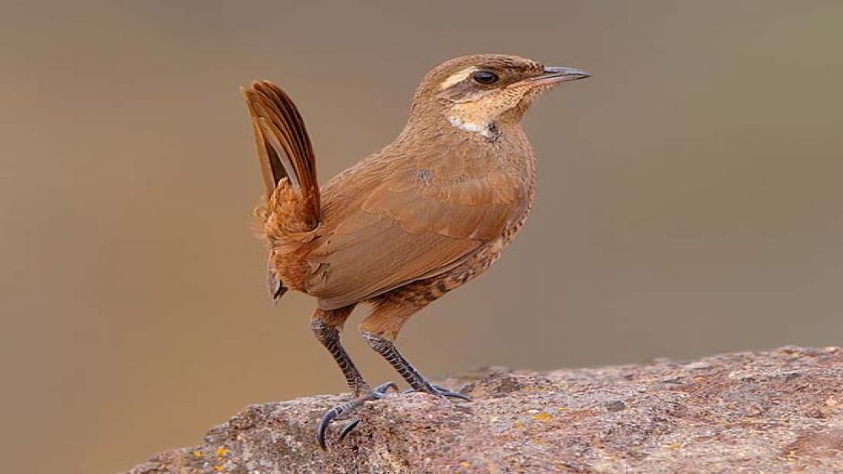 Turca, Guia de Aves de Chile.   - CHILE