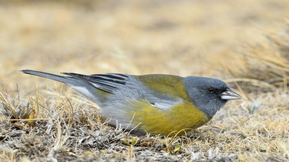 Cometocino de Gay, Guia de Fauna. RutaChile.   - ARGENTINA