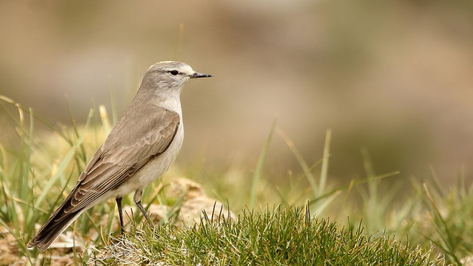 Dormilona fraile, Guia de Fauna. RutaChile.   - BOLIVIA