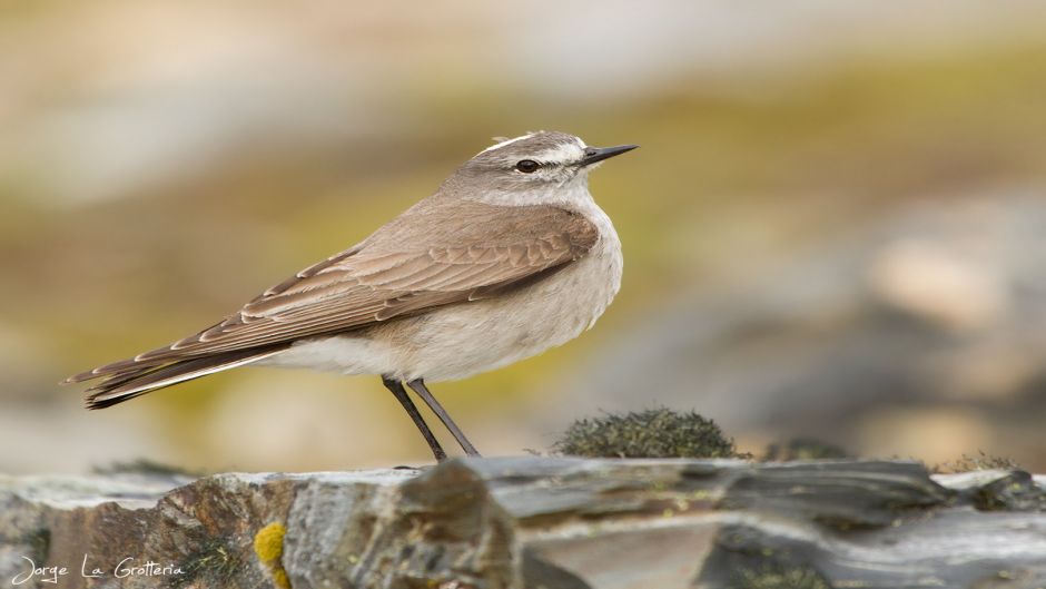 Dormilona fraile, Guia de Fauna. RutaChile.   - 