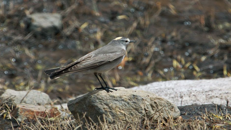 Dormilona fraile, Guia de Fauna. RutaChile.   - 