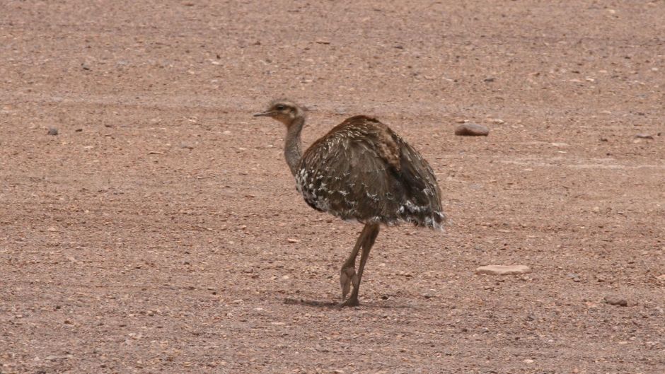 Ñandú de la puna, Guia de Fauna. RutaChile.   - 