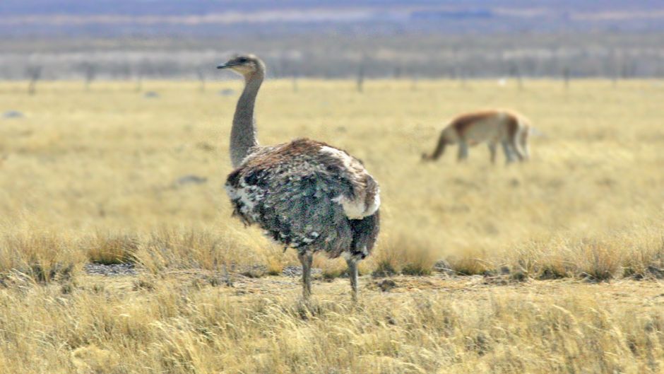 Ñandú de la puna, Guia de Fauna. RutaChile.   - 