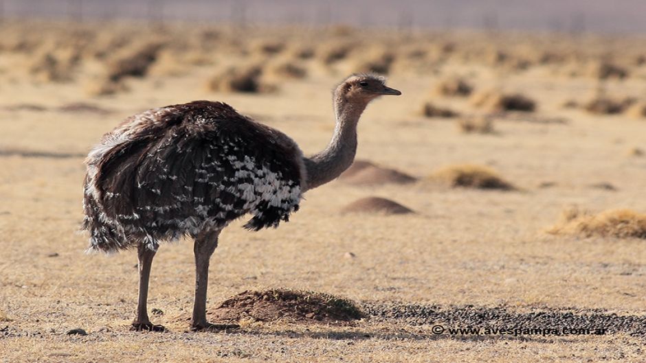 Ñandú de la puna, Guia de Fauna. RutaChile.   - CHILE