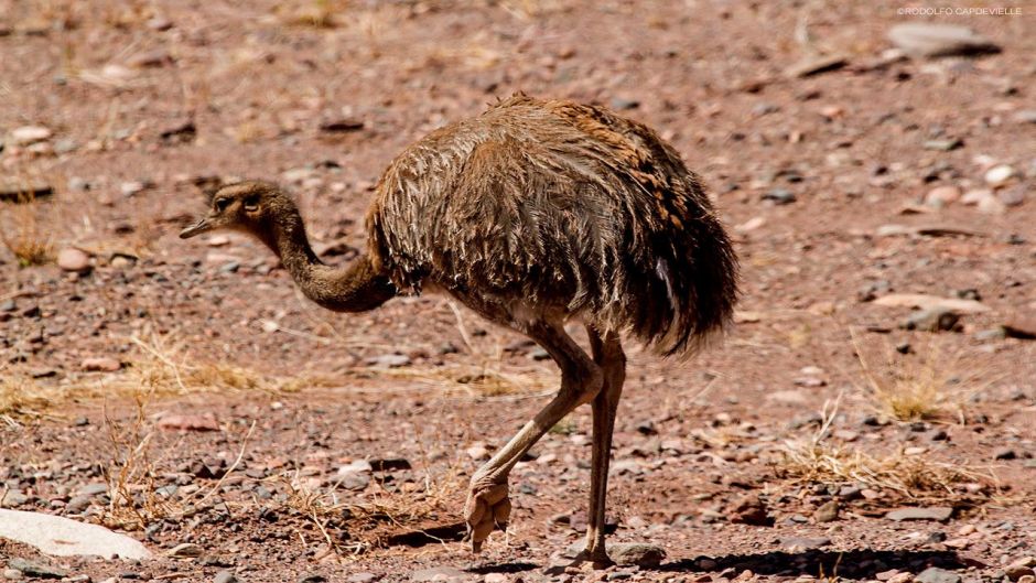 Ñandú de la puna, Guia de Fauna. RutaChile.   - 