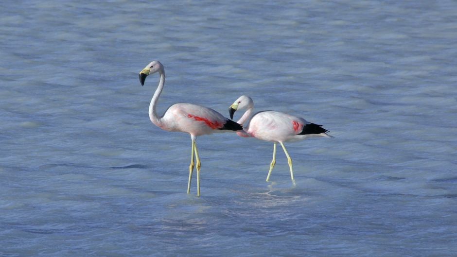 Parina grande, Guia de Fauna. RutaChile.   - BOLIVIA