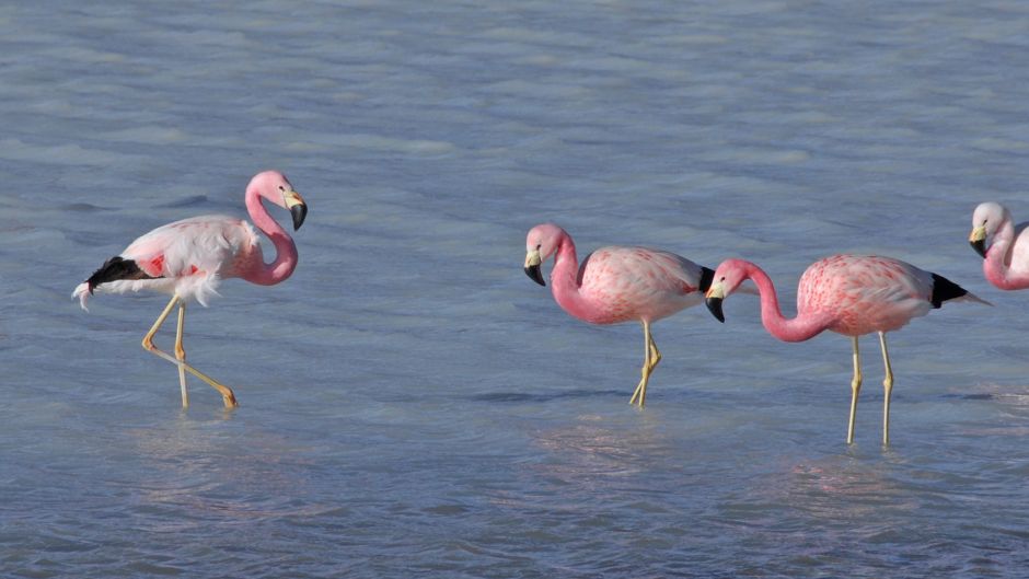 Parina grande, Guia de Fauna. RutaChile.   - 