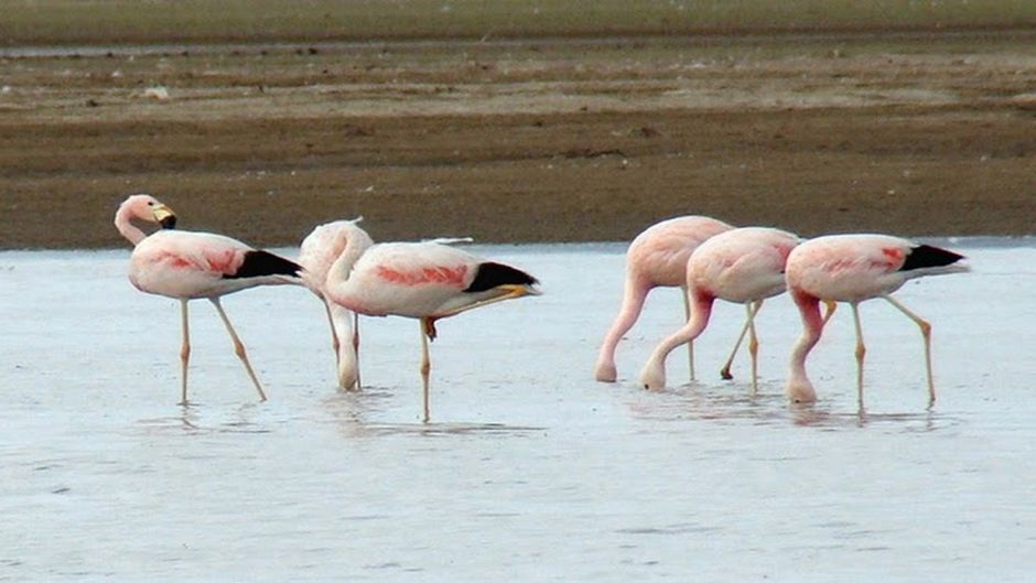 Parina grande, Guia de Fauna. RutaChile.   - PERU