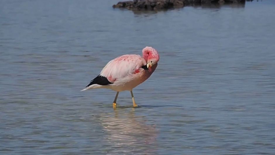 Parina grande, Guia de Fauna. RutaChile.   - CHILE