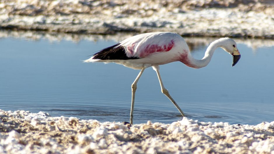 Parina grande, Guia de Fauna. RutaChile.   - PERU