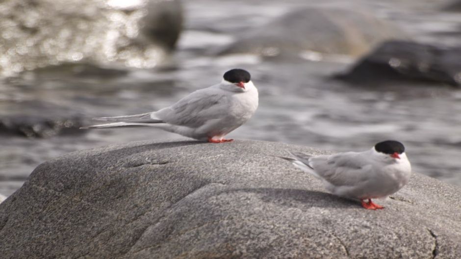 Gaviotin Antártico, Guia de Fauna. RutaChile.   - ISLANDIA