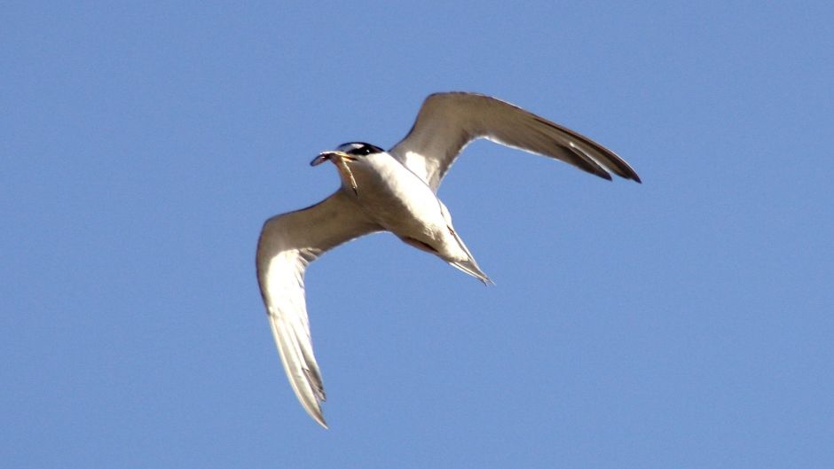 Gaviotin Antártico, Guia de Fauna. RutaChile.   - ESTADOS UNIDOS