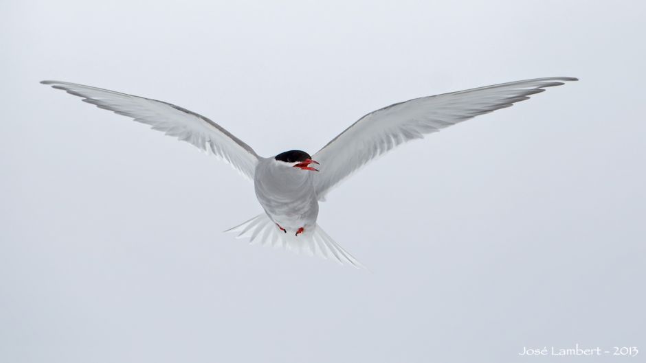 Gaviotin Antártico, Guia de Fauna. RutaChile.   - ISLANDIA