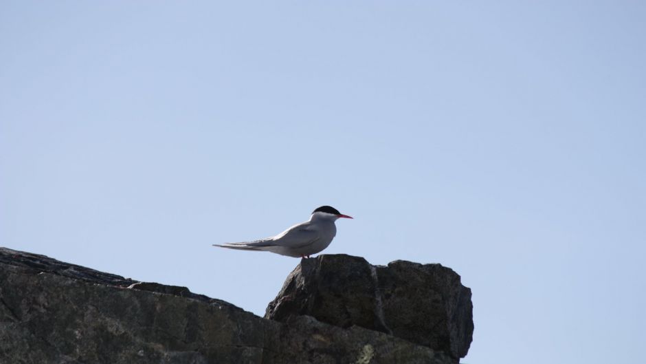 Gaviotin Antártico, Guia de Fauna. RutaChile.   - 