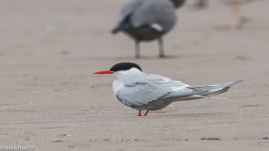 Gaviotin Antártico, Guia de Fauna. RutaChile.   - 