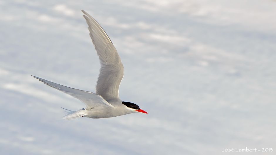 Gaviotin Antártico, Guia de Fauna. RutaChile.   - ARGENTINA