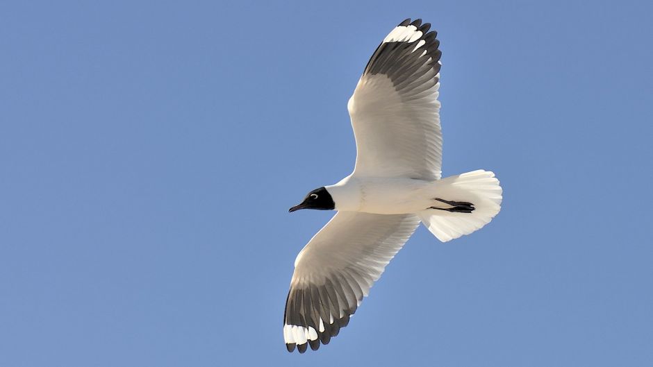 Gaviota Andina, Guia de Fauna. RutaChile.   - ARGENTINA