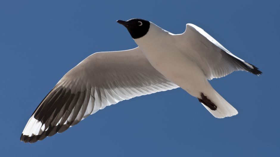 Gaviota Andina, Guia de Fauna. RutaChile.   - ECUADOR