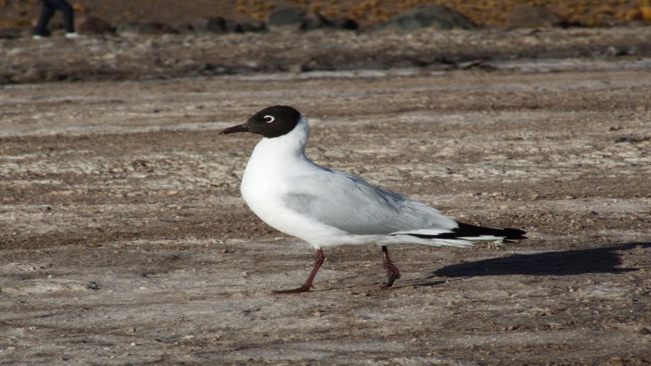 Gaviota Andina, Guia de Fauna. RutaChile.   - BOLIVIA