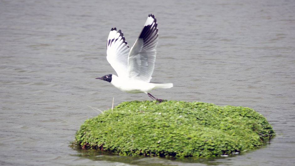 Gaviota Andina, Guia de Fauna. RutaChile.   - ECUADOR