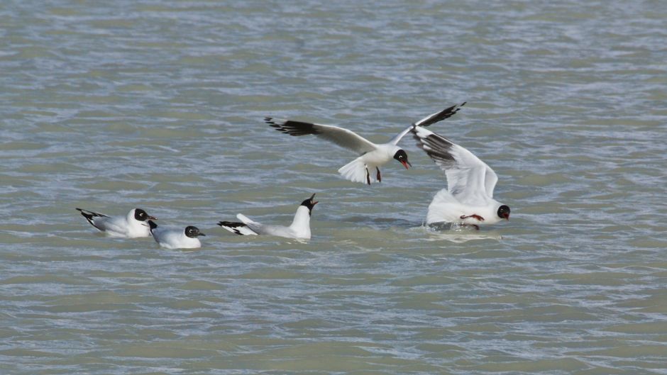 Gaviota Andina, Guia de Fauna. RutaChile.   - CHILE