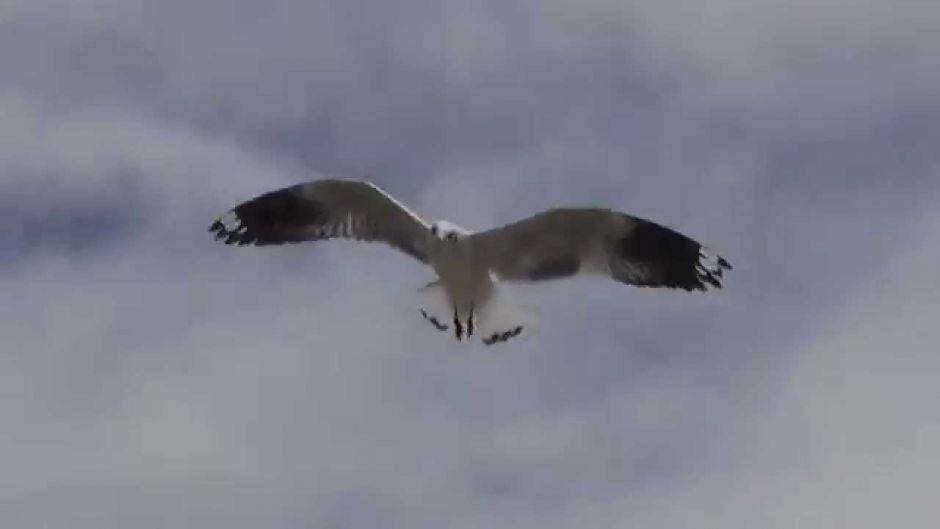 Gaviota Andina, Guia de Fauna. RutaChile.   - CHILE