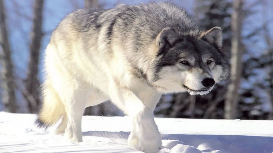 Lobo Ártico.   - CANADA