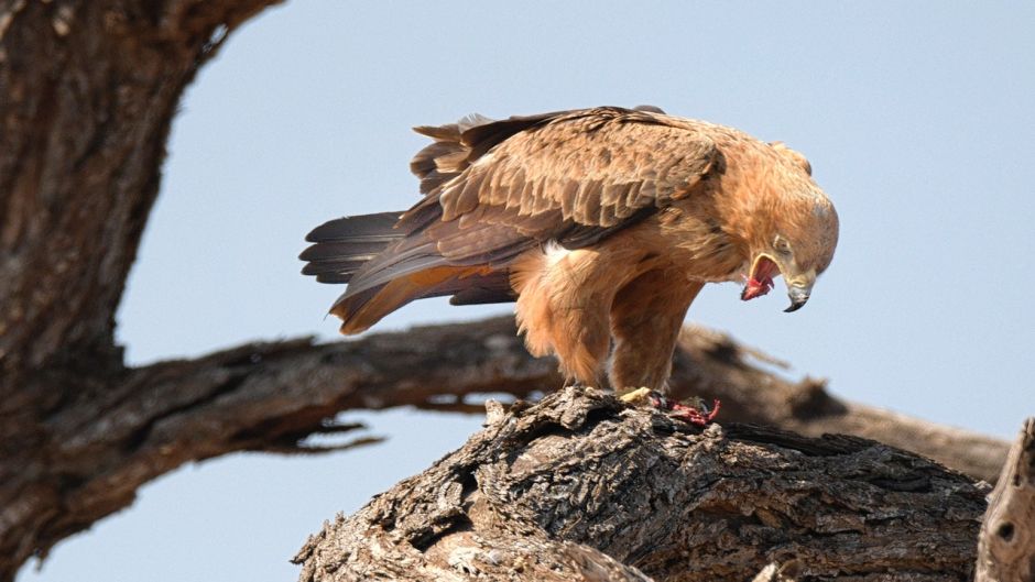 Aguila, Guia de Aves. .   - CHILE