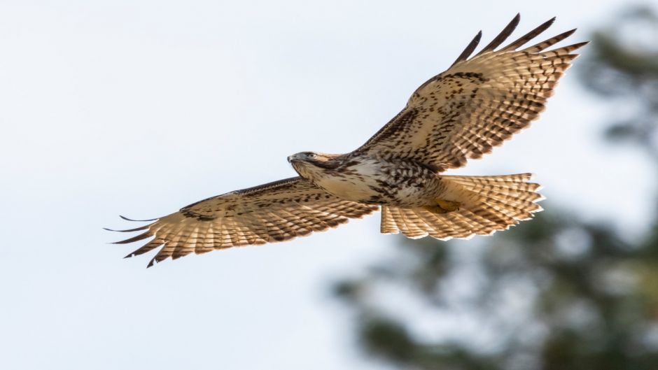 Aguila, Guia de Aves. .   - VENEZUELA