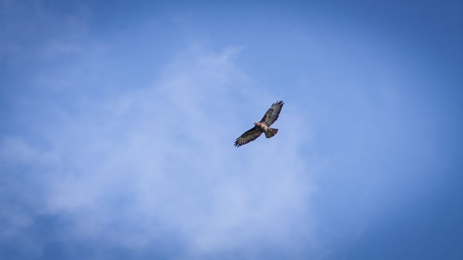 Aguilucho.   - ECUADOR