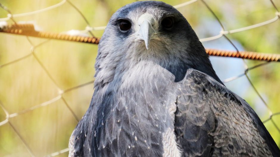 Aguilucho.   - ECUADOR