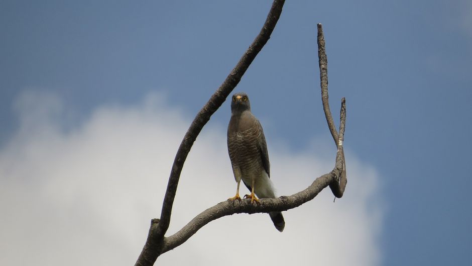 Aguilucho.   - PERU