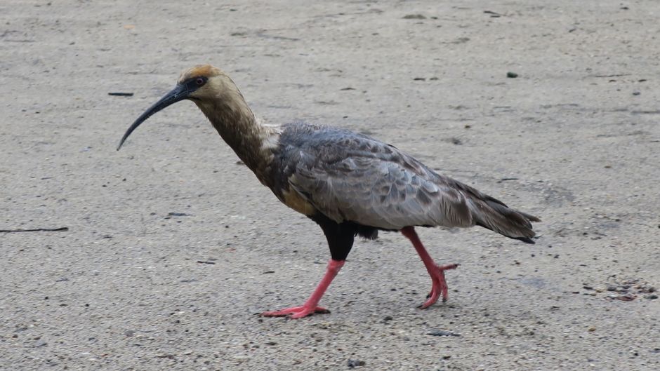 Bandurria, Guia de Fauna. RutaChile.   - ECUADOR