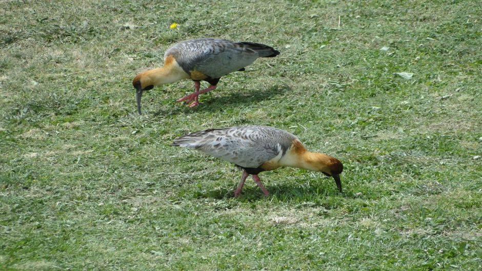 Bandurria, Guia de Fauna. RutaChile.   - 