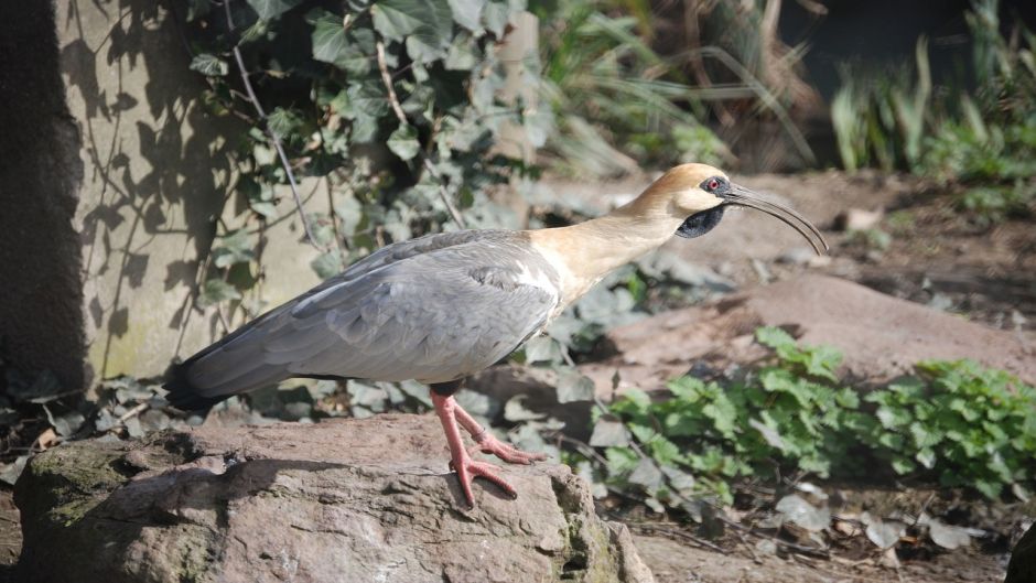 Bandurria, Guia de Fauna. RutaChile.   - ECUADOR