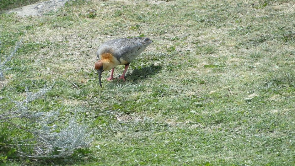 Bandurria, Guia de Fauna. RutaChile.   - CHILE