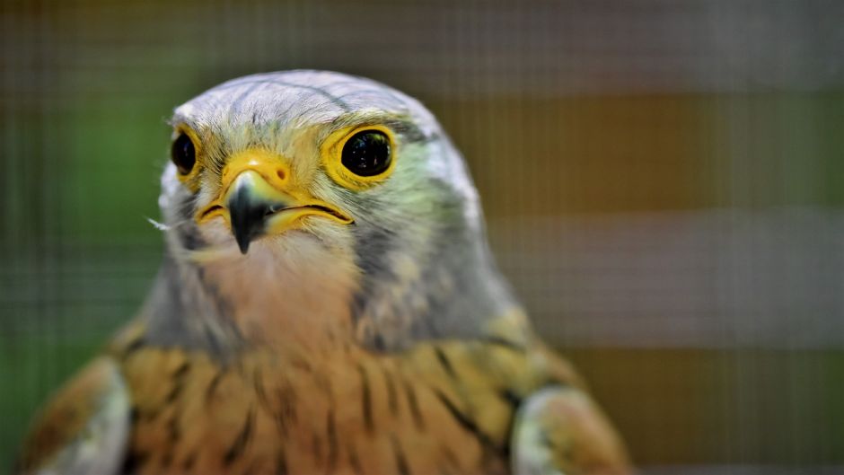 Cernicalo, Guia de Aves.   - MEXICO