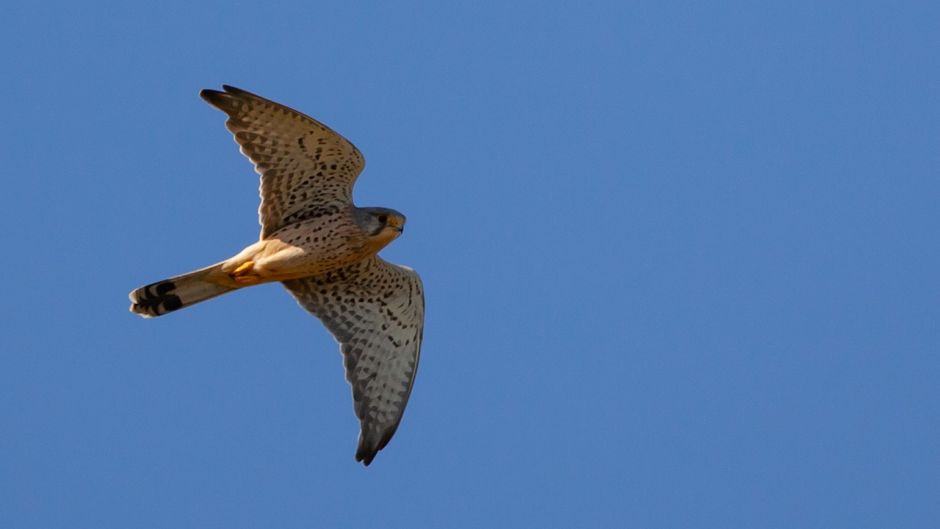 Cernicalo, Guia de Aves.   - MEXICO