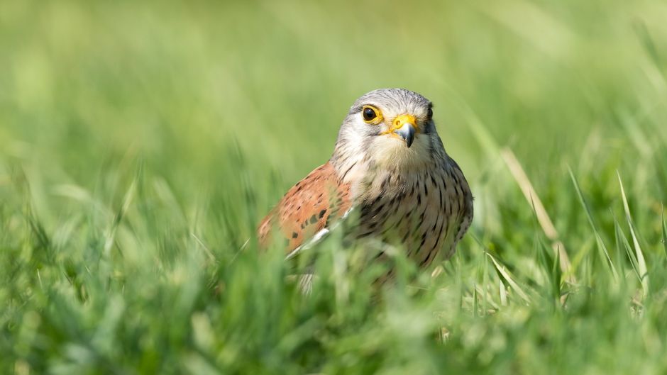 Cernicalo, Guia de Aves.   - CANADA