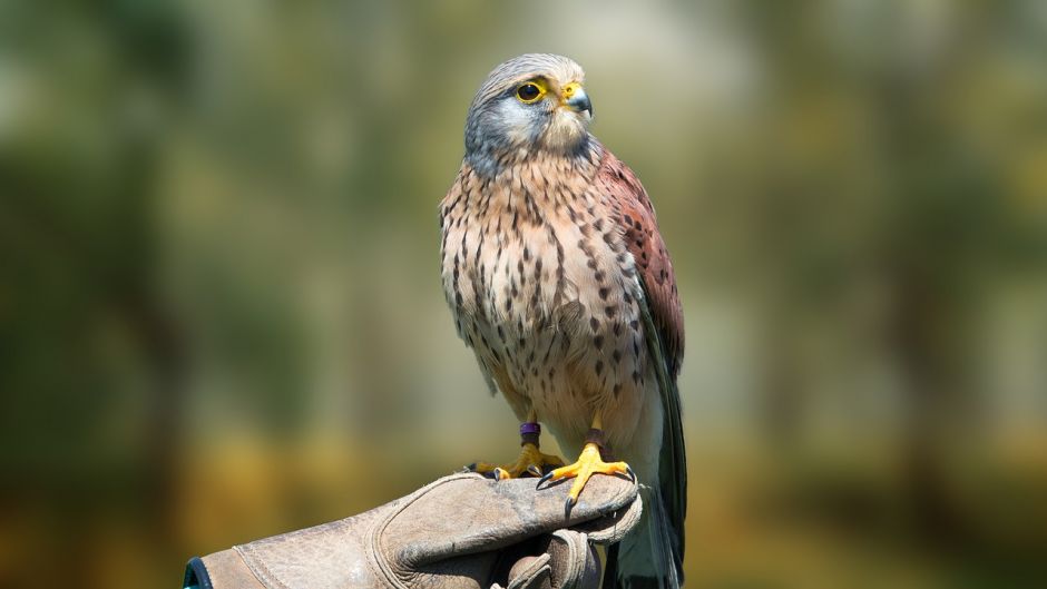 Cernicalo, Guia de Aves.   - CANADA