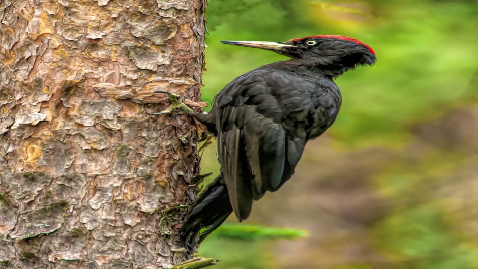 Carpintero Negro, Guia de Fauna. RutaChile.   - CHILE