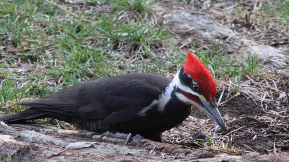 Carpintero Negro, Guia de Fauna. RutaChile.   - CHILE