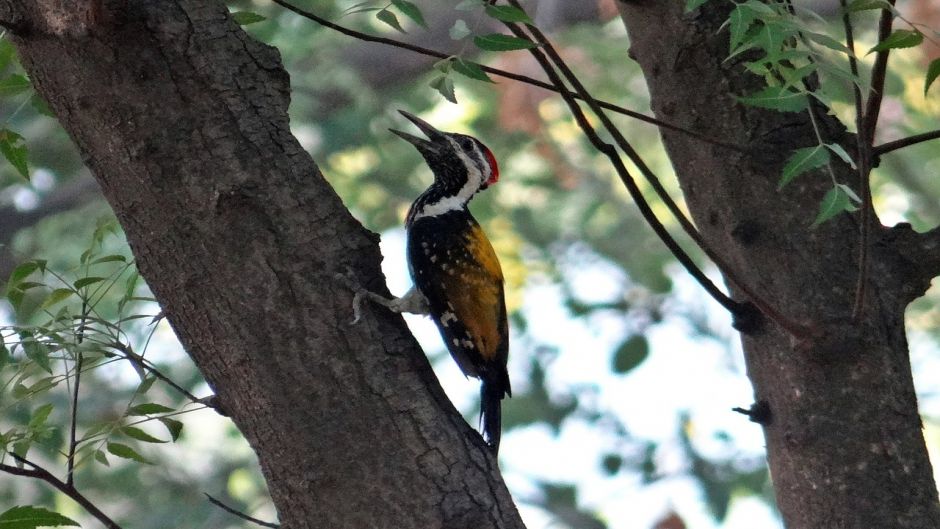 Carpintero Negro, Guia de Fauna. RutaChile.   - 