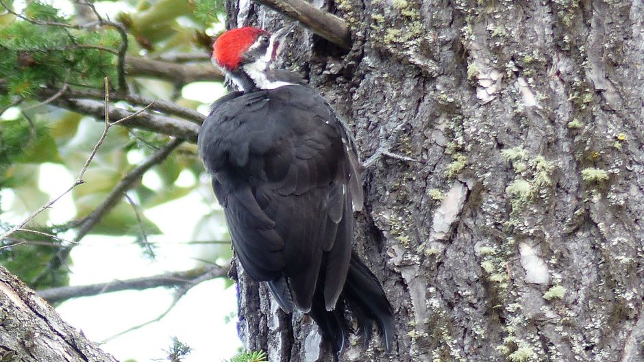 Carpintero Negro, Guia de Fauna. RutaChile.   - ARGENTINA